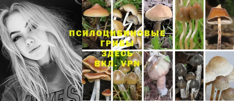 Галлюциногенные грибы Magic Shrooms  магазин продажи   Тобольск 